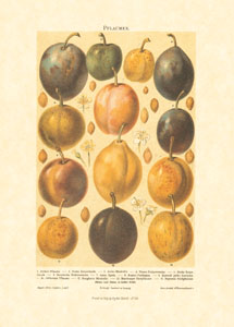 Print: Fruits - cm 50x70