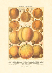 Print: Fruits - cm 50x70