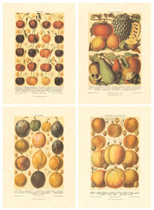 Set of 4 prints: Fruits - cm 13x18