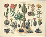 Print: Botany: Stirpes Sucosae - cm 30x24