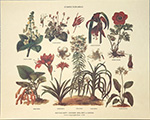 Print: Botany: Stirpes Topiariae - cm 30x24