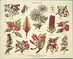 Print: Botany: Flores Silvestres - cm 30x24