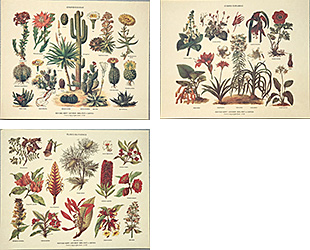 Set of 3 prints: Botany - cm 30x24